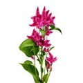 Celosia - Plume (Plumosa) - Fuchsia